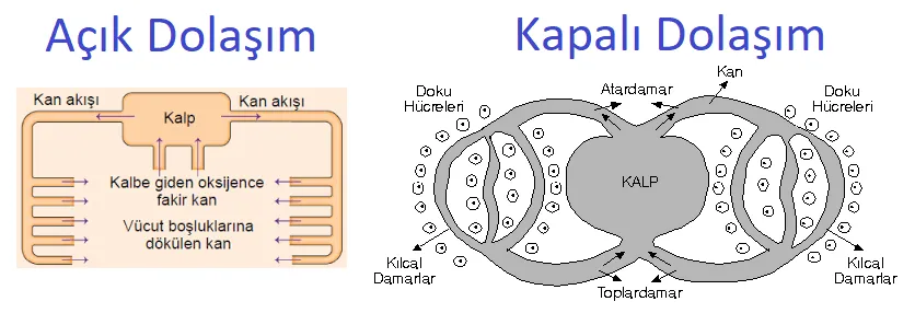 Açık ve Kapalı Dolaşım Sistemi Karşılaştırması