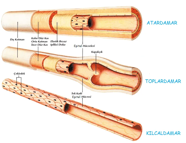 atardamar toplardamar kılcardamar