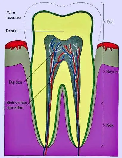 Diş