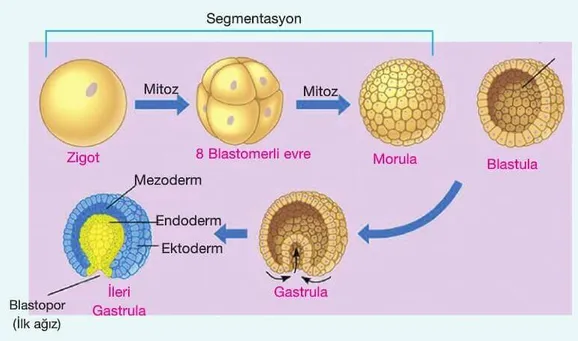 Büyüme ve Gelişme Evreleri