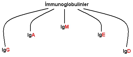 İmmünoglobülinler 