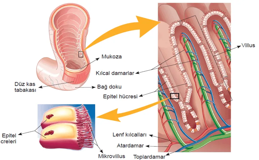 mukoza