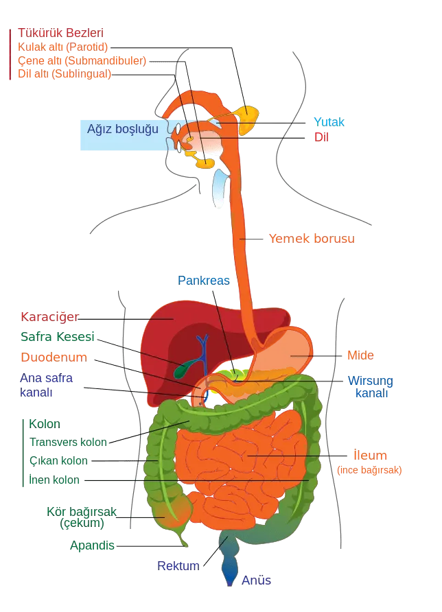 Sindirim Organları