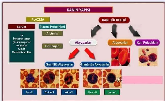 Kanın Yapısı