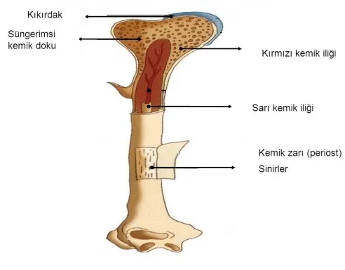 Sarı ve Kırmızı Kemik İliği
