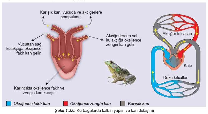 Kurbağalarda Dolaşım Sistemi