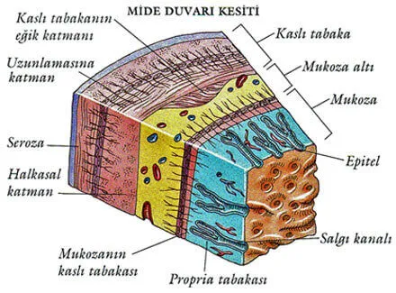 mide duvarı kesiti