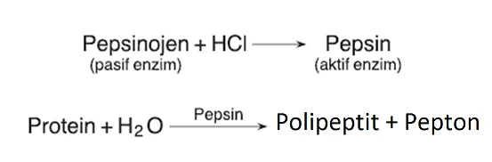 pepsin enzimi etkisi