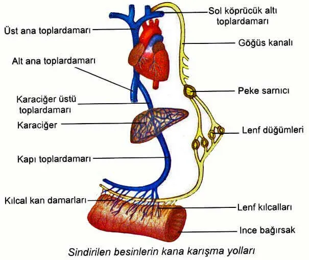 İnce Bağırsakta Emilim