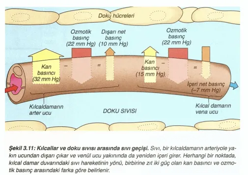 Kandan Madde Geçişi