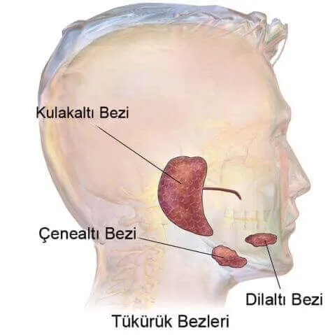 Tükürük Bezi