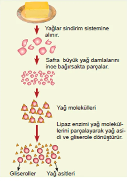 Yağların Sindirimi