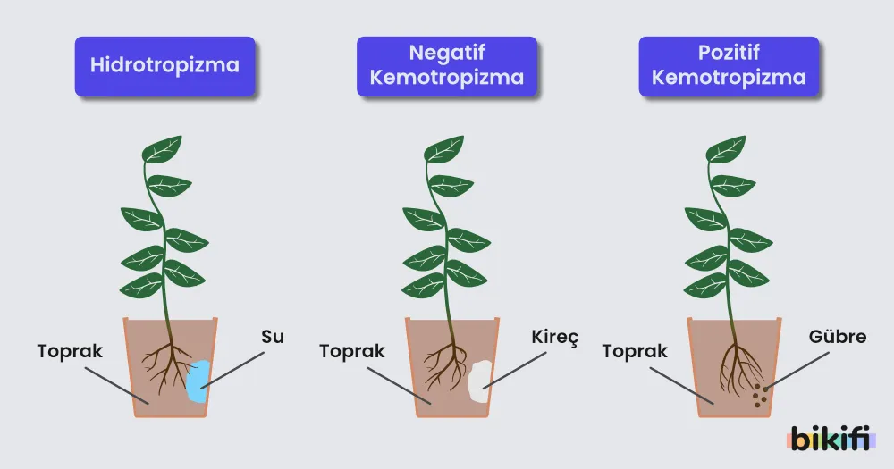 Bitkilerde gözlemlenen hidrotropizma, negatif kemotropizma ve pozitif kemotropizmanın oluşumu
