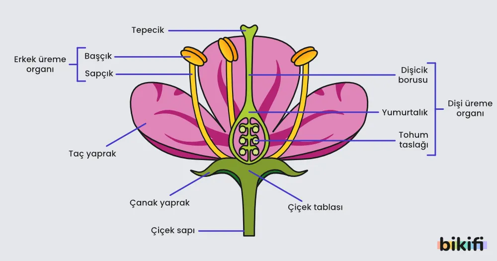 Kapalı Tohumlular