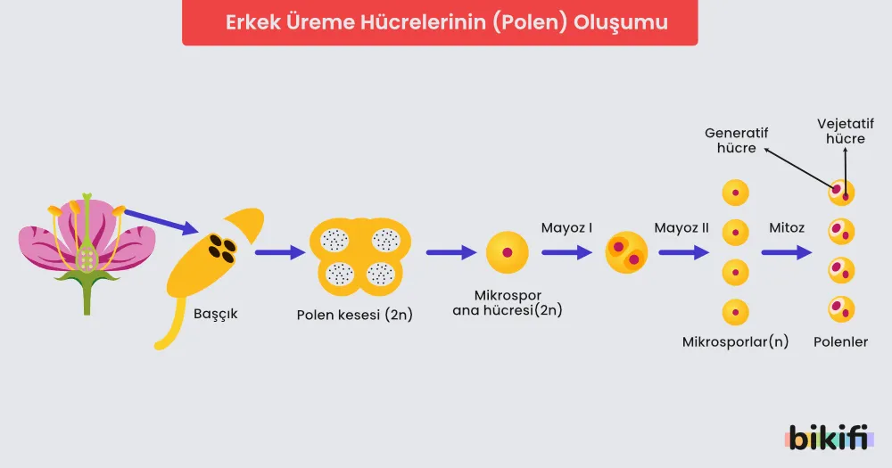 Erkek üreme hücrelerinin (polenlerin) oluşumu