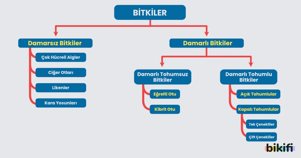 Bitkilerin sınıflandırılması
