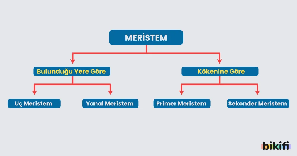 Meristemin yapısı