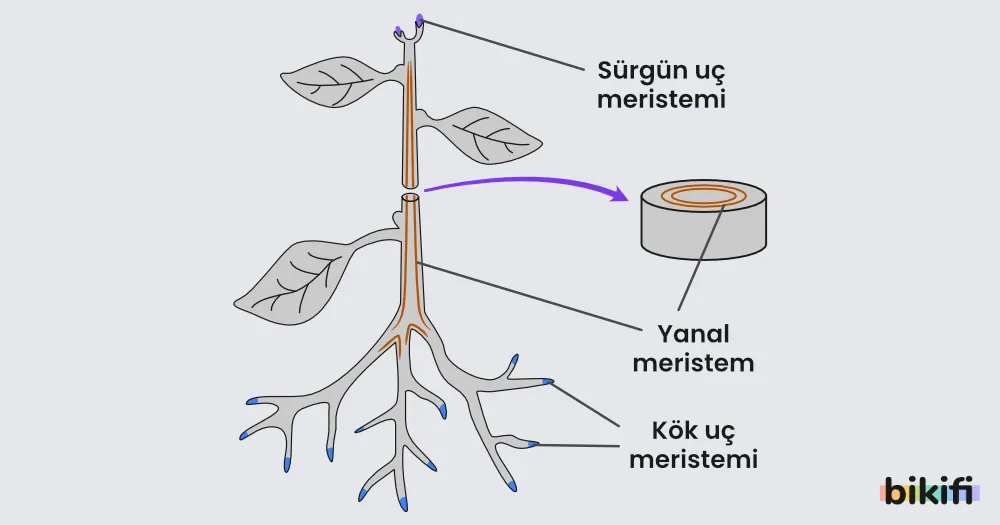 Sürgün uç meristemi, yanal meristem ve kök uç meristeminin bitki üzerindeki yerleri