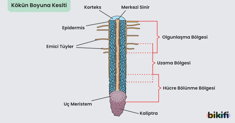 Kökün Boyuna Kesiti