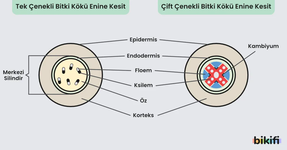 tek ve çok çenekli bitki kökünün enine kesit karşılaştırması