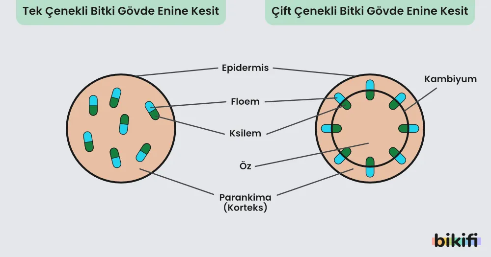 tek ve çok çenekli bitki gövde enine kesit karşılaştırması