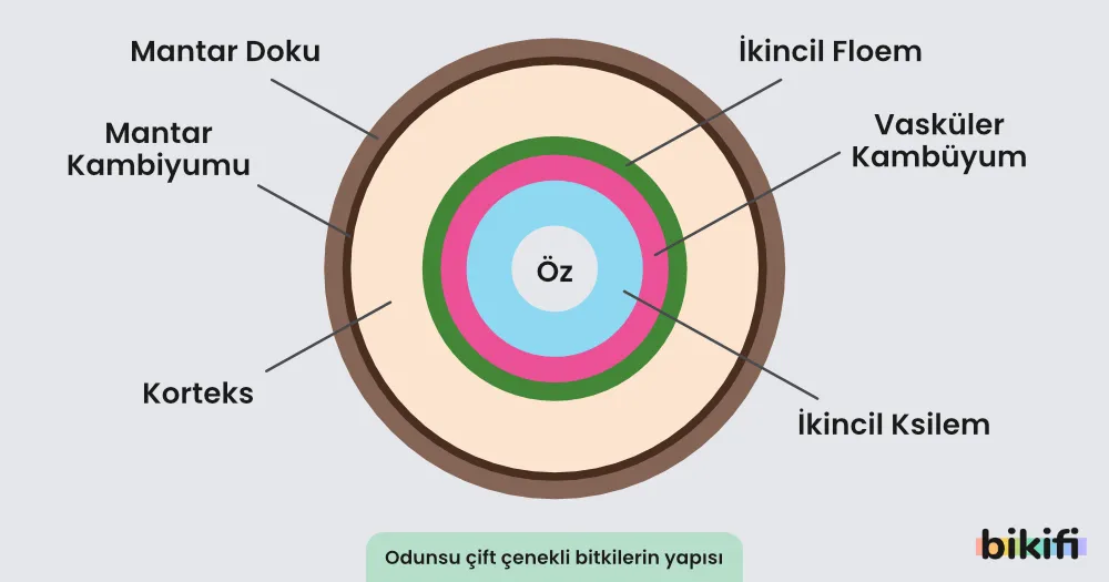 Odunsu Çift Çenekli Bitkiler