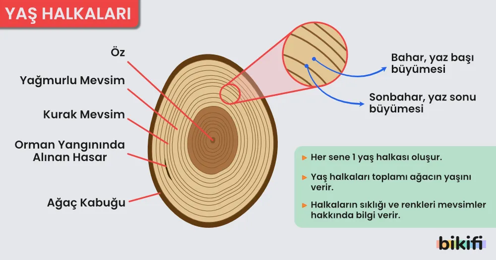 Oduınsu bitkilerde yaş halkaları