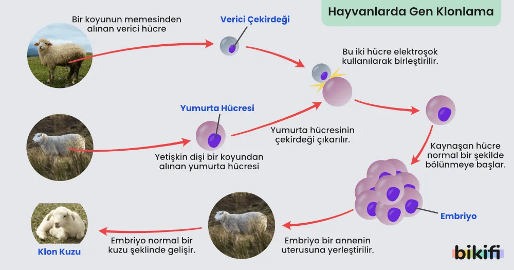 Hayvanlarda Gen Klonlama