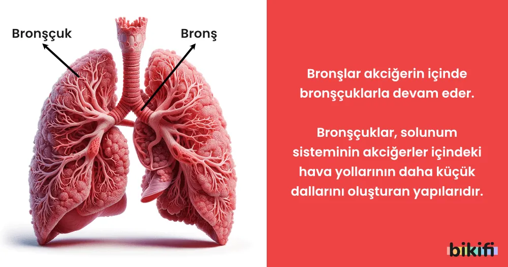 Bronşçuk ve Bronş Nedir?
