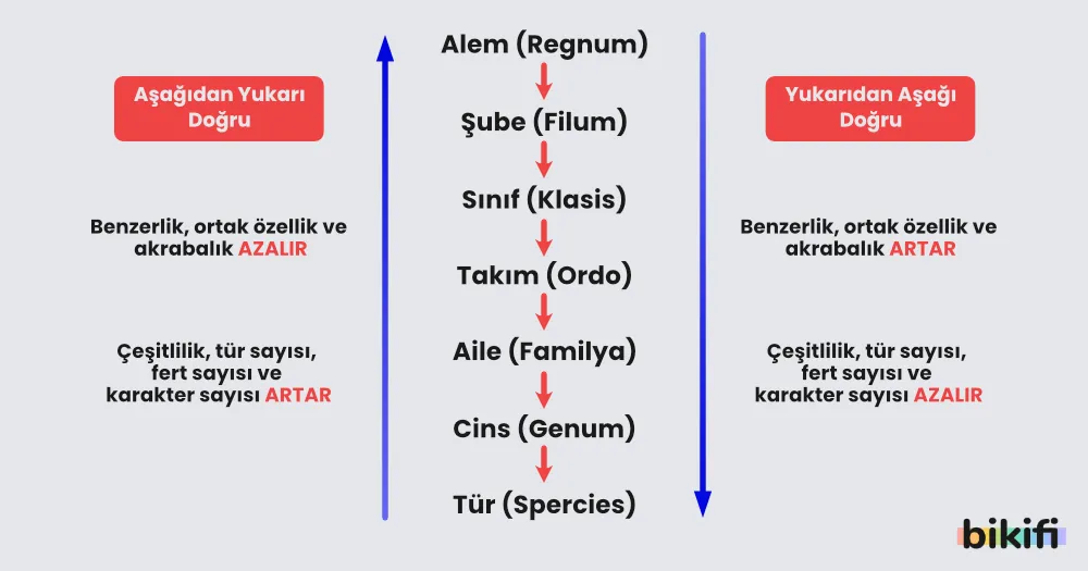 Günümüzde kullanılan bilimsel sınıflandırmada aşağıdan yukarıya ve yukarıdan aşağıya gidildikçe değişen özellikler
