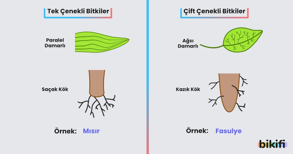 tek ve çift çenekli bitkilerin özellikleri