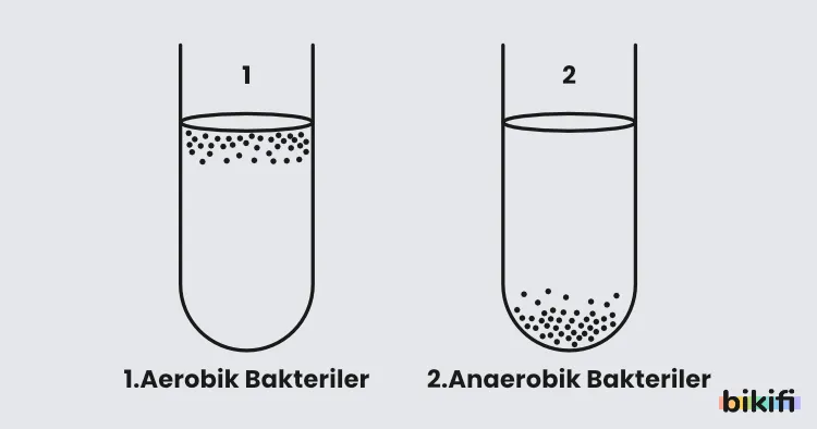 Aerobik ve anaerobik bakteriler