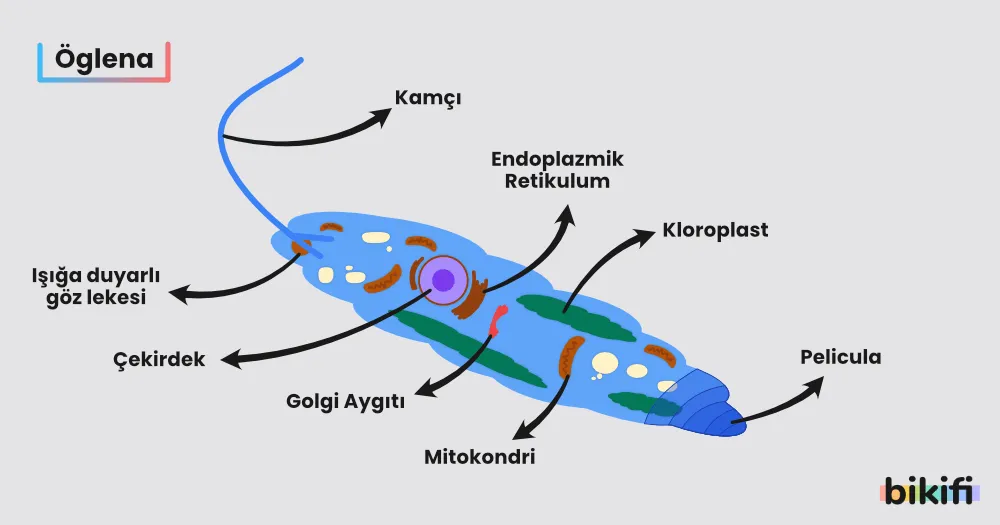 Öglena