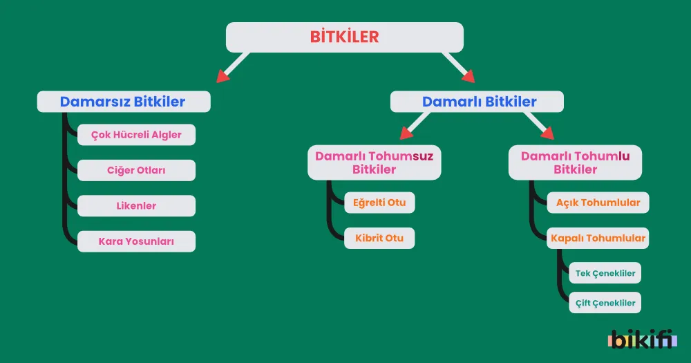 Bitkilerin Sınıflandırılması