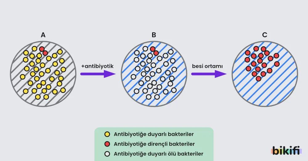 Antibiyotiğe duyarlı bakterilerin evrimleşme süreci