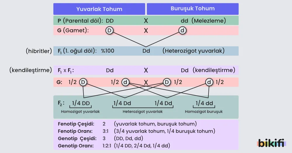 Monohibrit Çaprazlama Sırasında atasal (P) döl, F1 dölü ve F2 dölü 