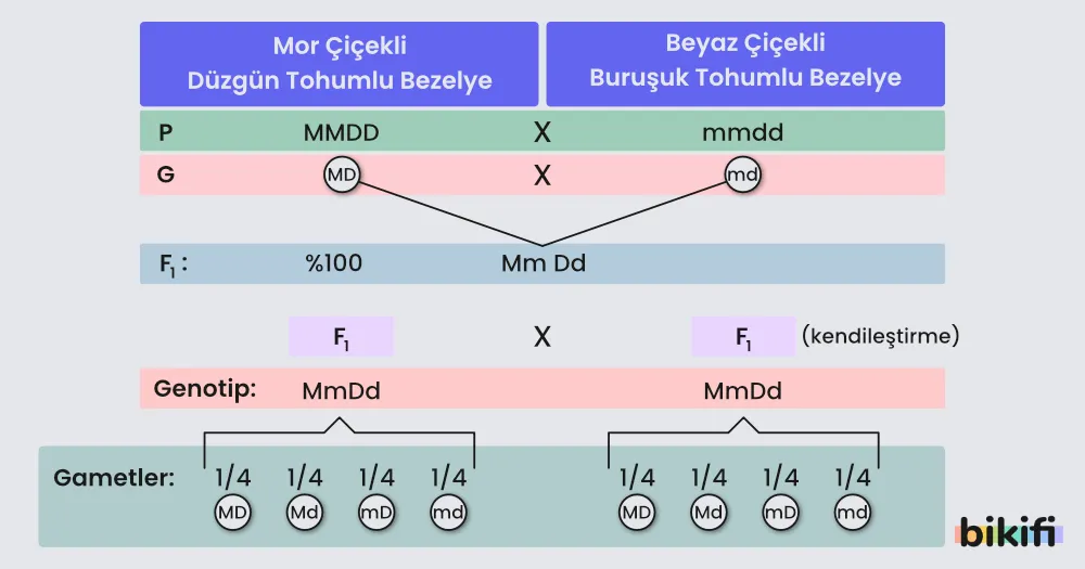 Dihibrit Çaprazlanacak Gametlerin Bulunması
