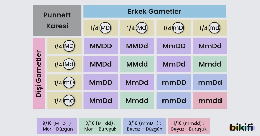 Gametlerin Dihibrit Çaprazlanması