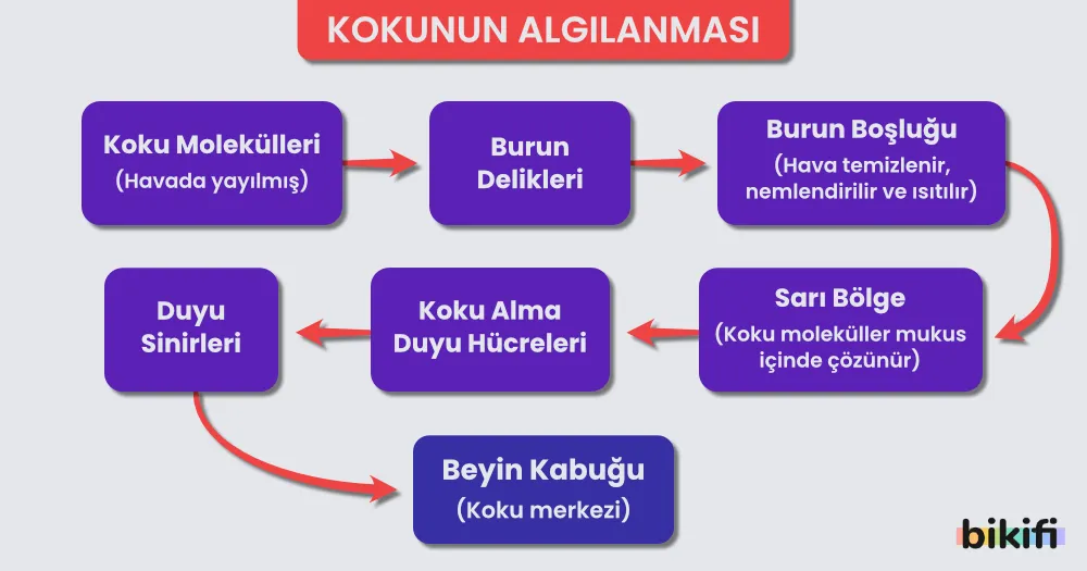 Kokunun Algılanması