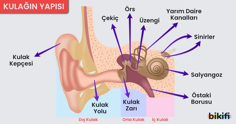 Kulağın Yapısı