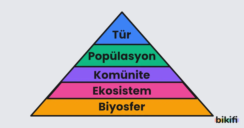 Canlıların ekolojik organizasyon düzeylerine göre sıralanması