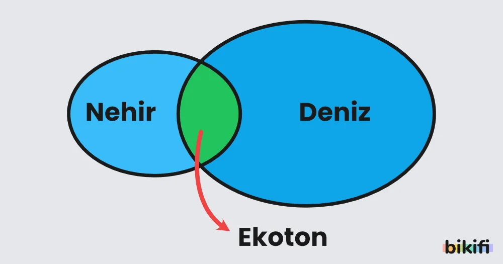 ekoton kavramı