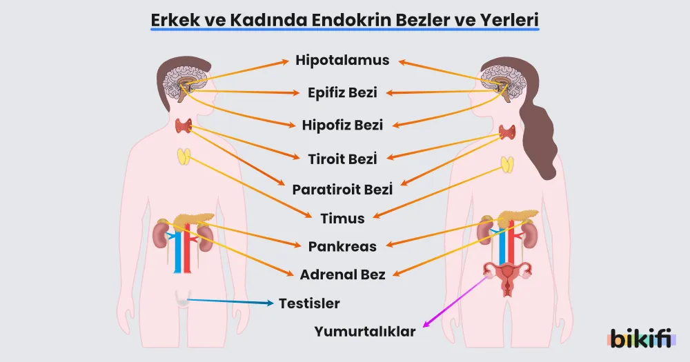Erkek ve kadında endokrin bezler ve bu bezlerin vücuttaki yerleri