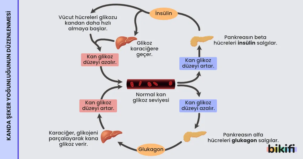 Kanda şeker yoğunluğunun düzenlenmesi sırasında çalışan salgılar