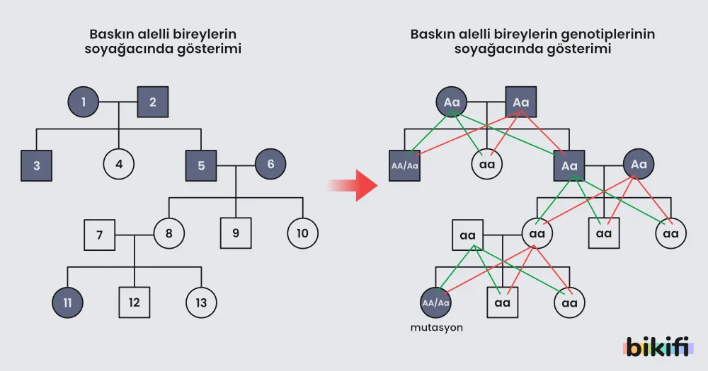 Baskın alelli bireylerin takip edildiği soyağacı örneği