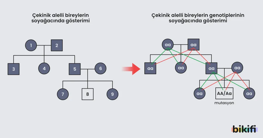 Çekinik alelli bireylerin takip edildiği soyağacı örneği