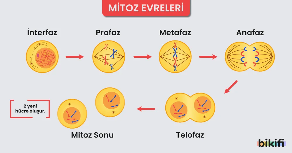 Mitoz bölünmenin sırasıyla bütün evreleri