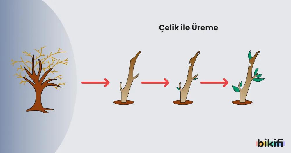 Çelikle Üreme