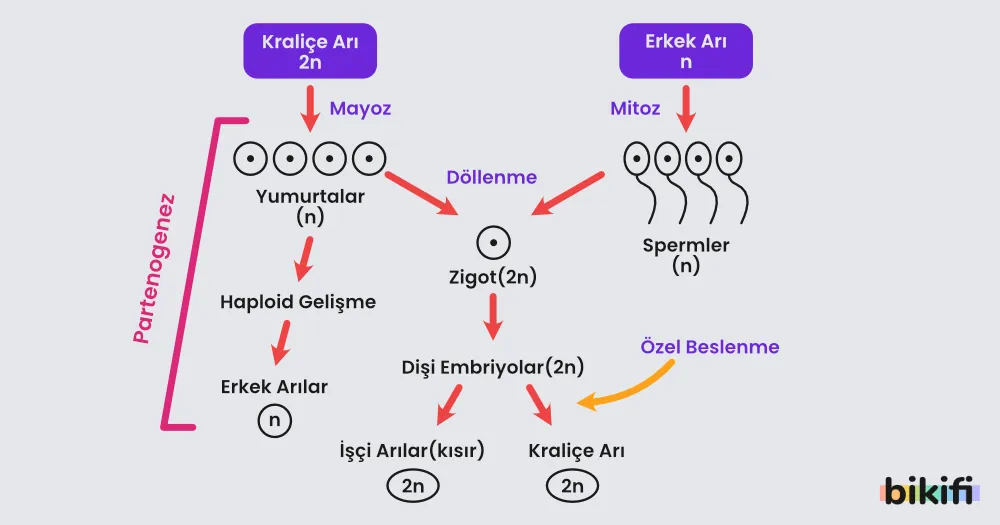 Arıların üremesinde gözlemlenen Partegonez olayı