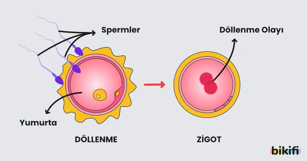 eşeyli üremede döllenme olayı